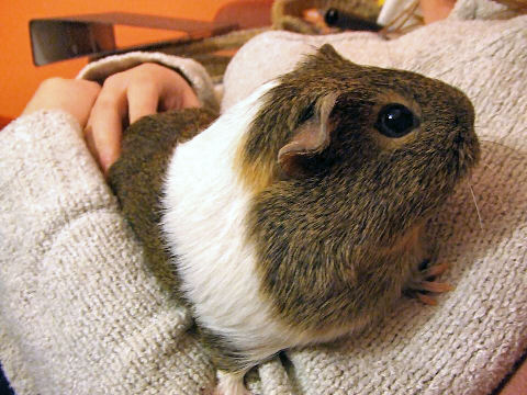 Brownie