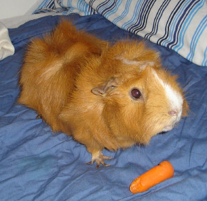 Cinnamon