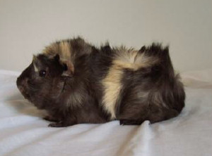Spike