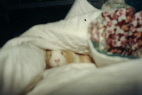 Lucy in her blanket