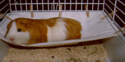 Bobbie