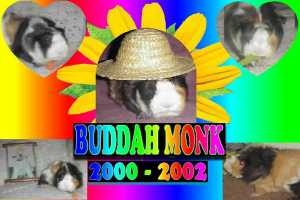 Buddah