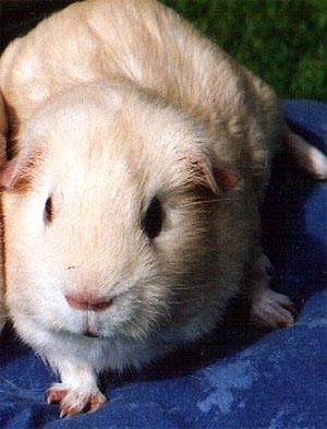 Charlie
