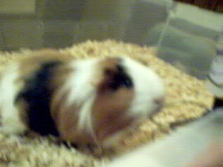 Fluffy