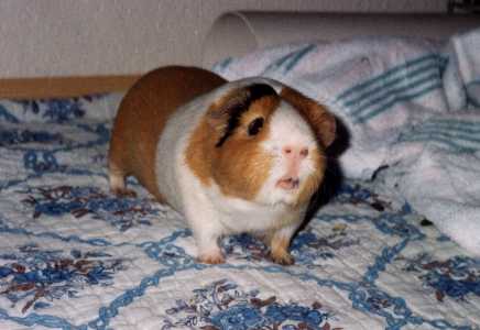 Fonzie