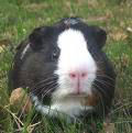 Guinea