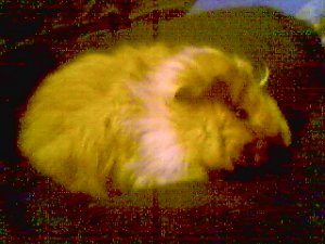 Hamtaro