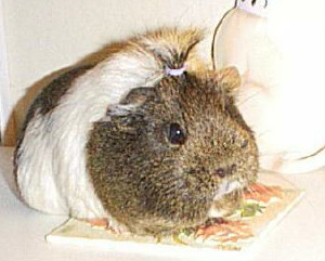 Harriet