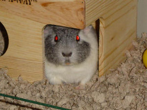 Harvey