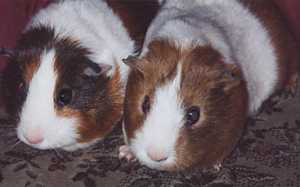 Henry and Harry