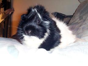 Oreo