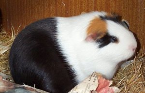 Penelope
