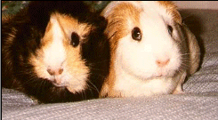 Unelma and Vilma