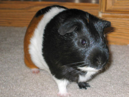 Pumpkin