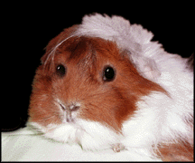 Rippley