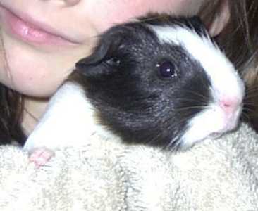 Snickers