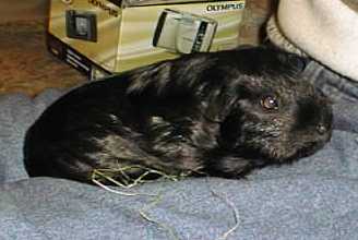 Sooty and Sweep