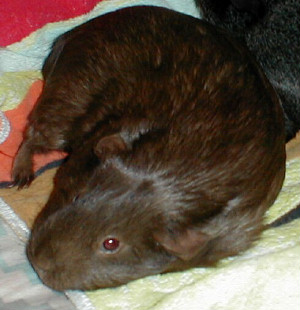 Sweet Cocoa