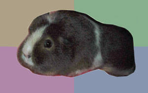 Adam