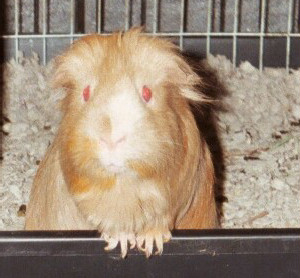 Willie